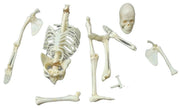 Renwal Visible Woman Anatomy Assembly Kit Likely 1960s Vintage Educational Model