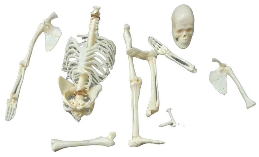 Renwal Visible Woman Anatomy Assembly Kit Likely 1960s Vintage Educational Model