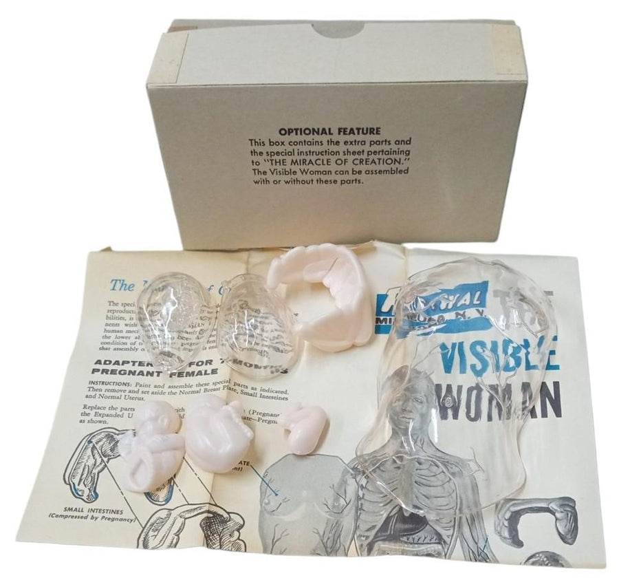 Renwal Visible Woman Anatomy Assembly Kit Likely 1960s Vintage Educational Model