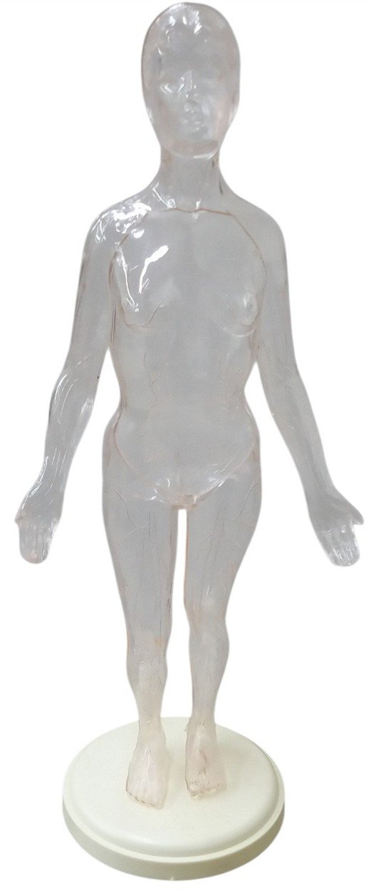 Renwal Visible Woman Anatomy Assembly Kit Likely 1960s Vintage Educational Model