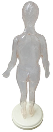 Renwal Visible Woman Anatomy Assembly Kit Likely 1960s Vintage Educational Model