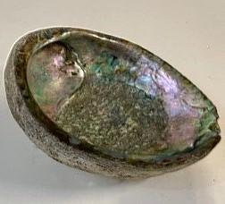 Polished Abalone Decorative Seashell , Trinket Bowl, Incense Burner