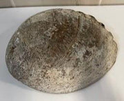 Polished Abalone Decorative Seashell , Trinket Bowl, Incense Burner