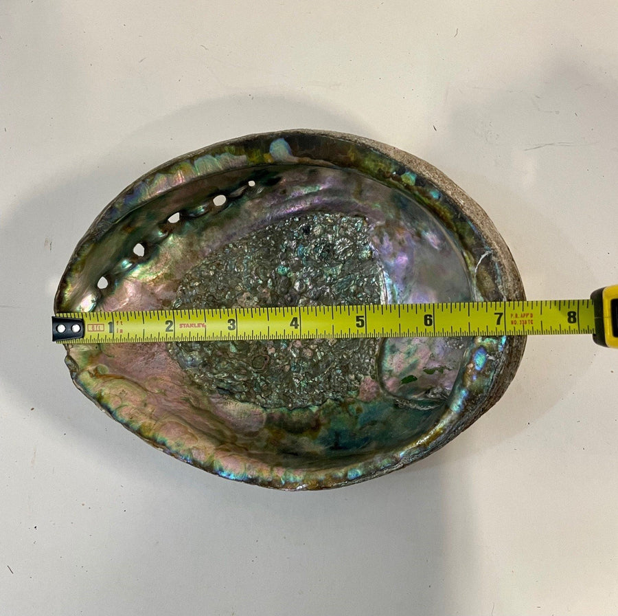 Polished Abalone Decorative Seashell , Trinket Bowl, Incense Burner