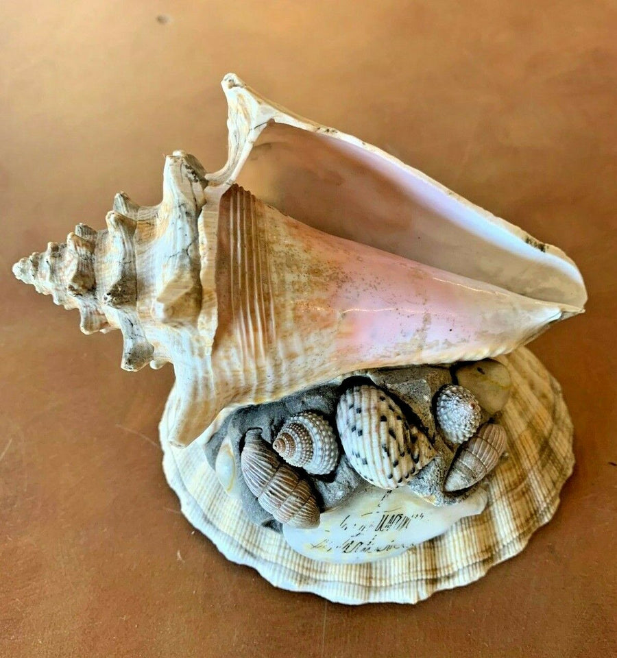 Conch Shell and Seashell Vacation Home Decor