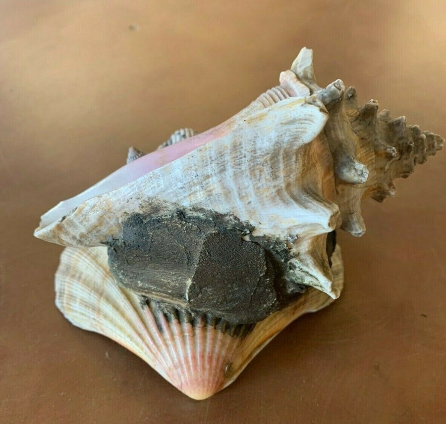 Conch Shell and Seashell Vacation Home Decor